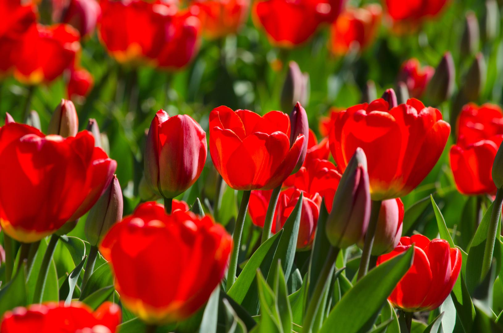 Ovan (21. ožujka – 19. travnja) - Crveni tulipani: Ovnovi su povezani s crvenom bojom, stoga crveni tulipani savršeno odražavaju njihovu strast i odlučnost. Osim toga, tulipani simboliziraju snažnu ljubav, što odgovara temperamentu Ovna.