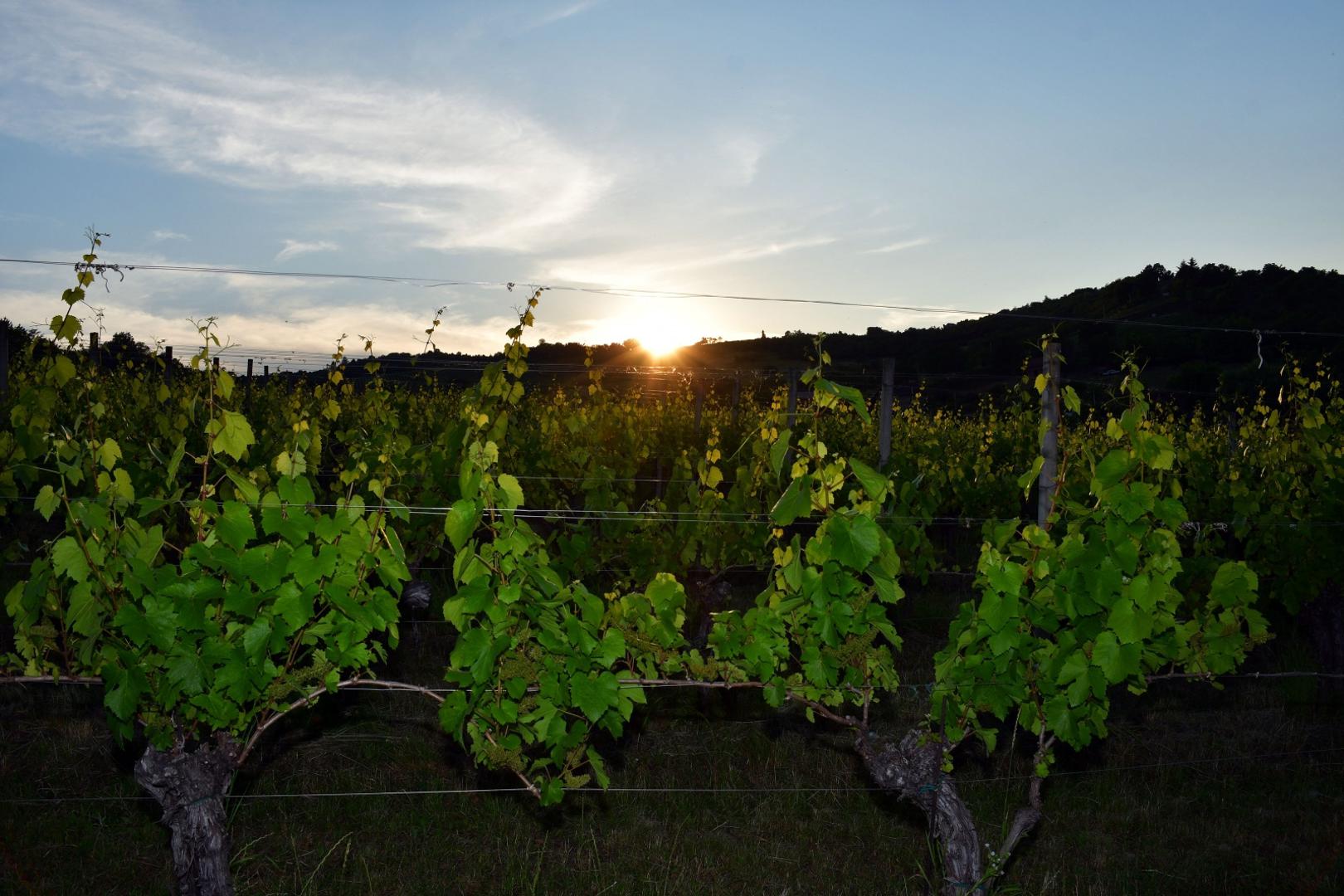 19.06.2021., Brodski Stupnik - U vinogradima ispred vinskog hotela „Stupnicki Dvori“ odrzana je po prvi put enolosko-gastronomska manifestacija „Zalazak u vinogradu“ u organizaciji Turisticke zajednice Meridiana Slavonica i TZ Brodsko-posavske zupanije. 
Photo: Ivica Galovic/PIXSELL