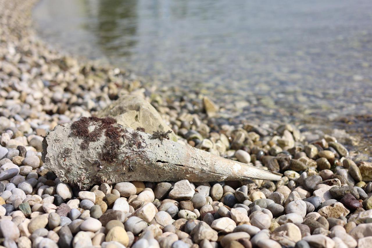 Na plaži u Kaštel Lukšiću more izbacilo ljušturu periske