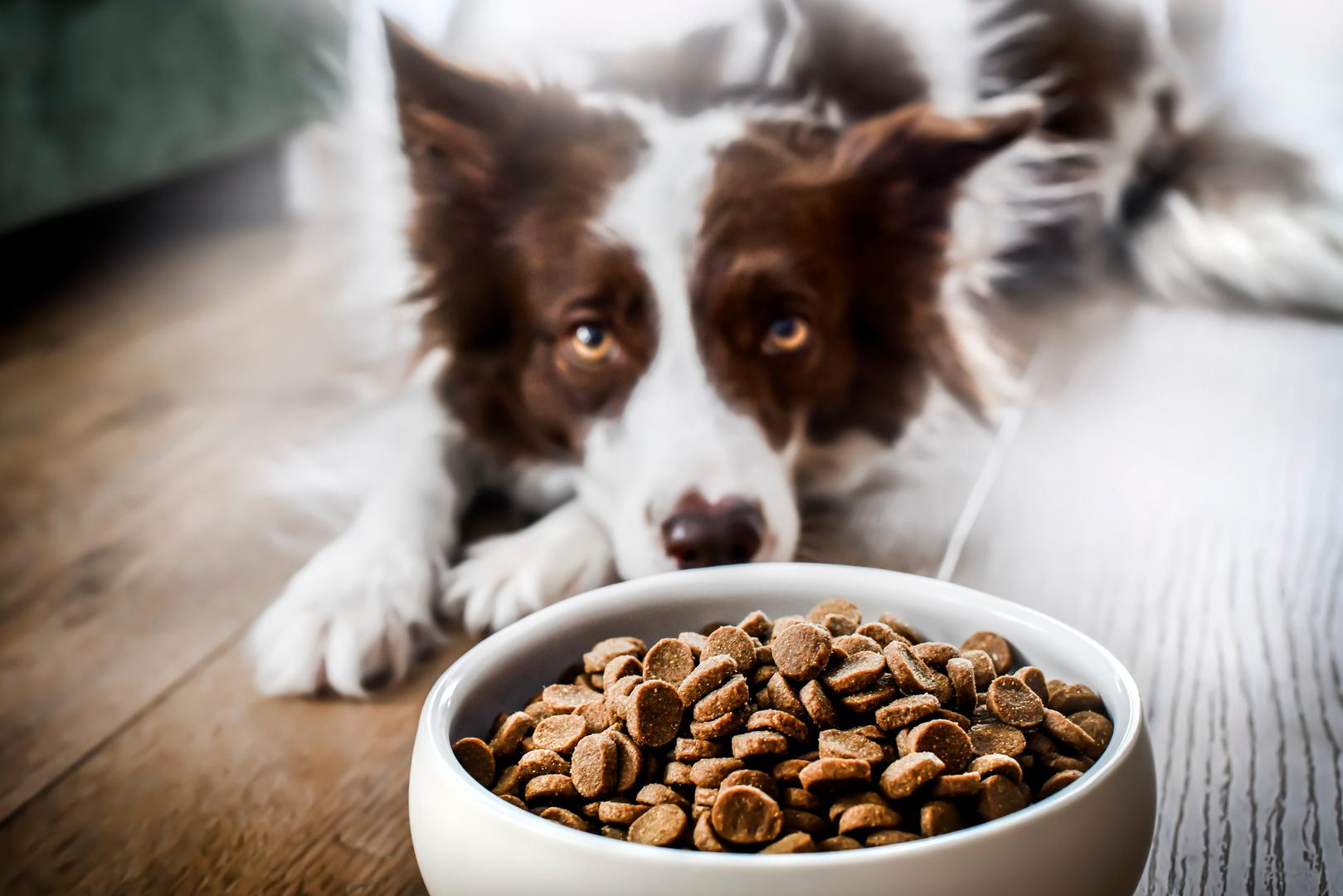 Border Collie
Uzgajani da budu bistri i energični, svoje su svoje ime dobili po graničnom području Škotske, gdje je pasmina razvijena, i škotskoj riječi za psa ovčara: collie. Ovi agilni, inteligentni psi su super sportaši kada je u pitanju čuvanje stada. Imajte na umu da ovoj pasmini treba posvetiti puno vremena, pažnje i aktivnosti. Međutim, to se svakako isplati jer su jedna od najodanijih pasmina pasa.