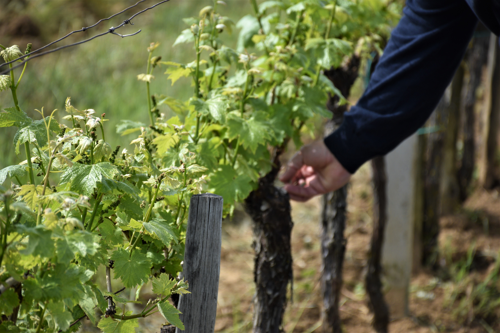 Vinarija KUTJEVO nastavlja uspješnu suradnju s kooperantima