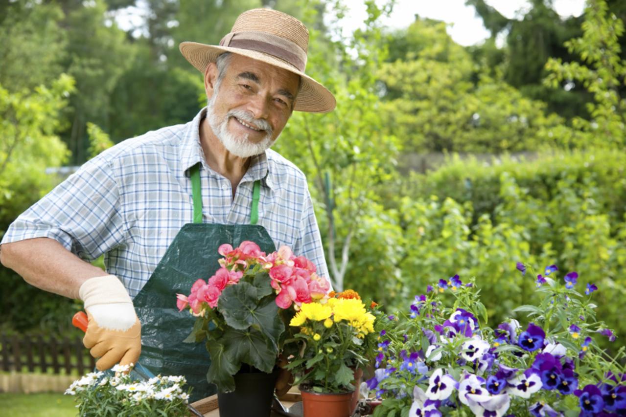 'Senior man gardening'