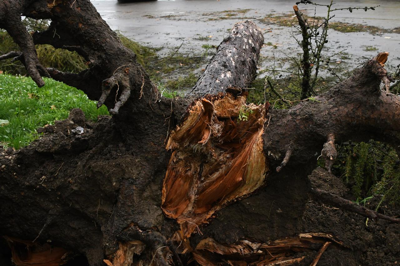 Bjelovar: Uslijed jakog nevremena i vjetra stablo bora iščupano je iz korijena, te je palo na autobus