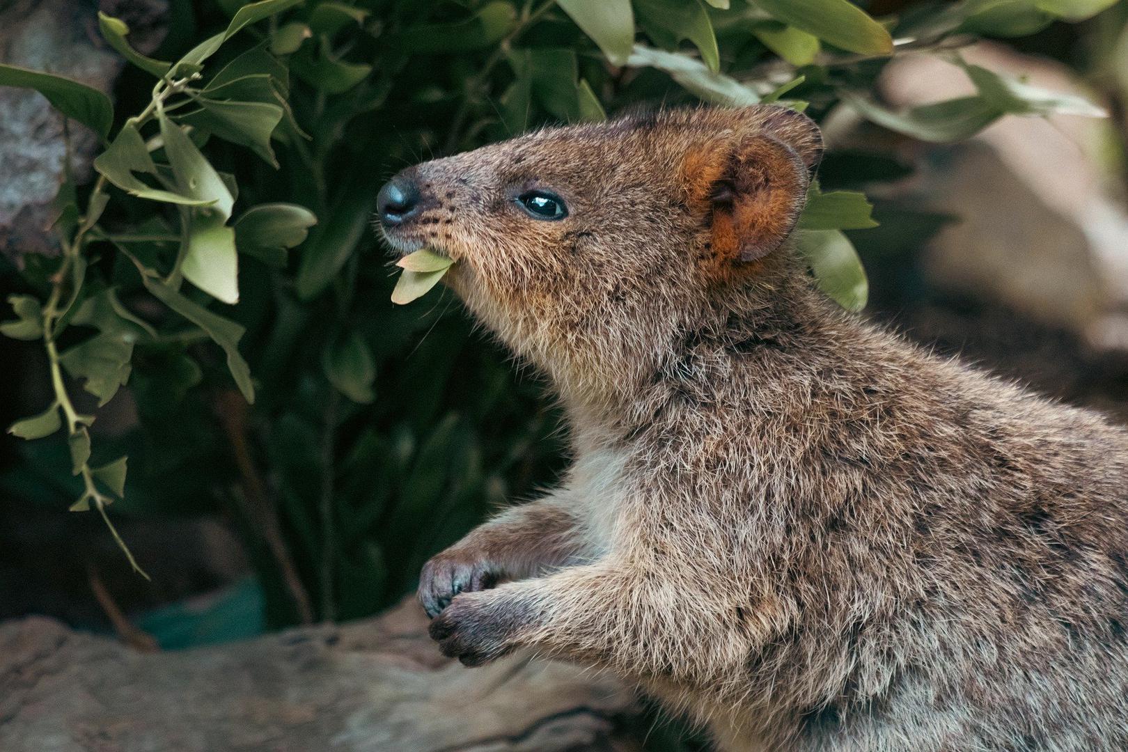 Iako izgledaju poput glodavaca, kuoke koje se mogu naći na otoku Rottnest, koji se nalazi u blizini obale Zapadne Australije - blisko su srodstvu s klokanima i wallabijima. Ovaj simpatični noćni tobolčar nosi svoje mlade u tobolcu. 
