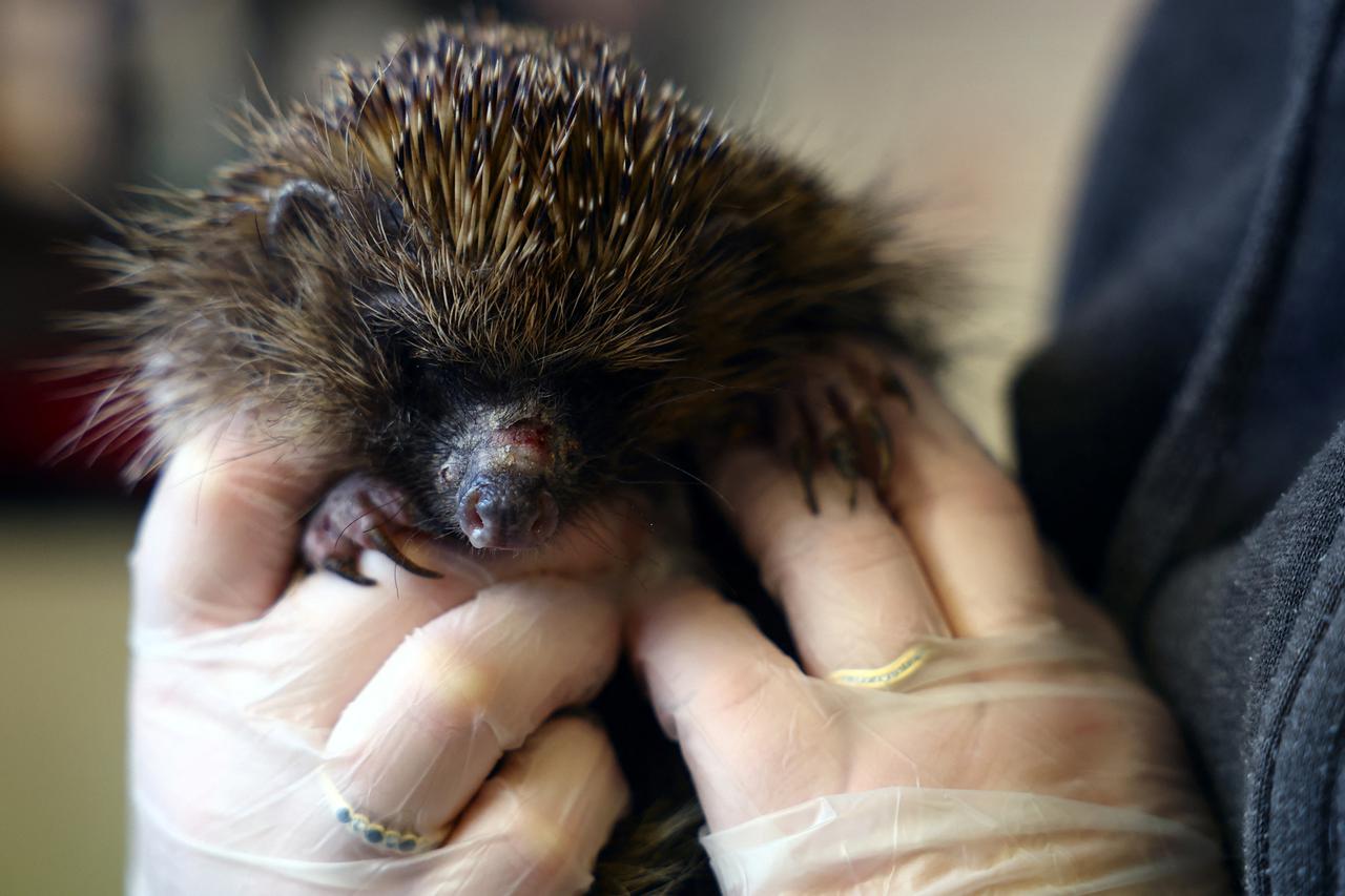 A European hedgehog is pictured at Prickly Pigs Hedgehog Rescue, in Otley