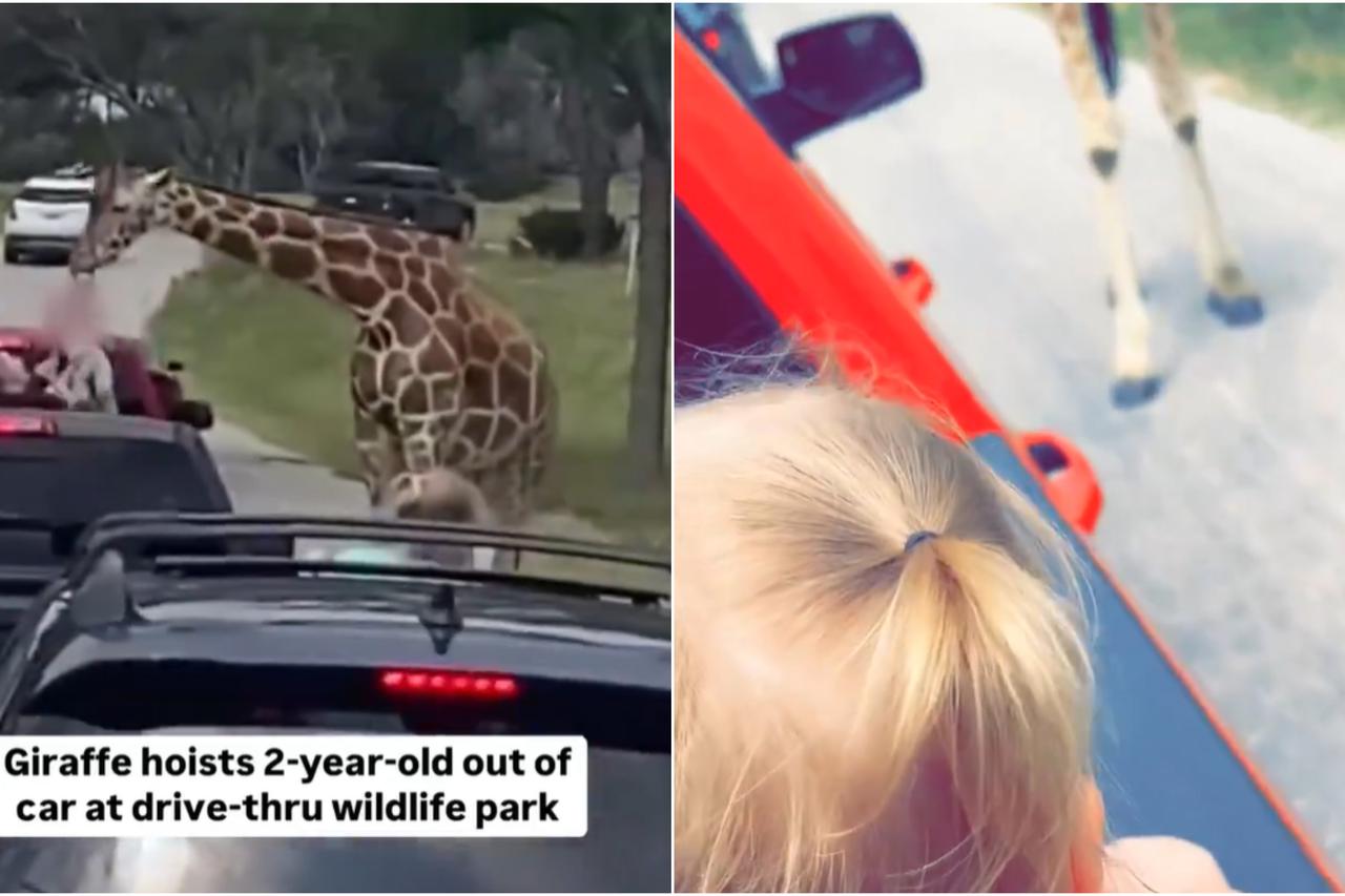 Incident sa žirafom