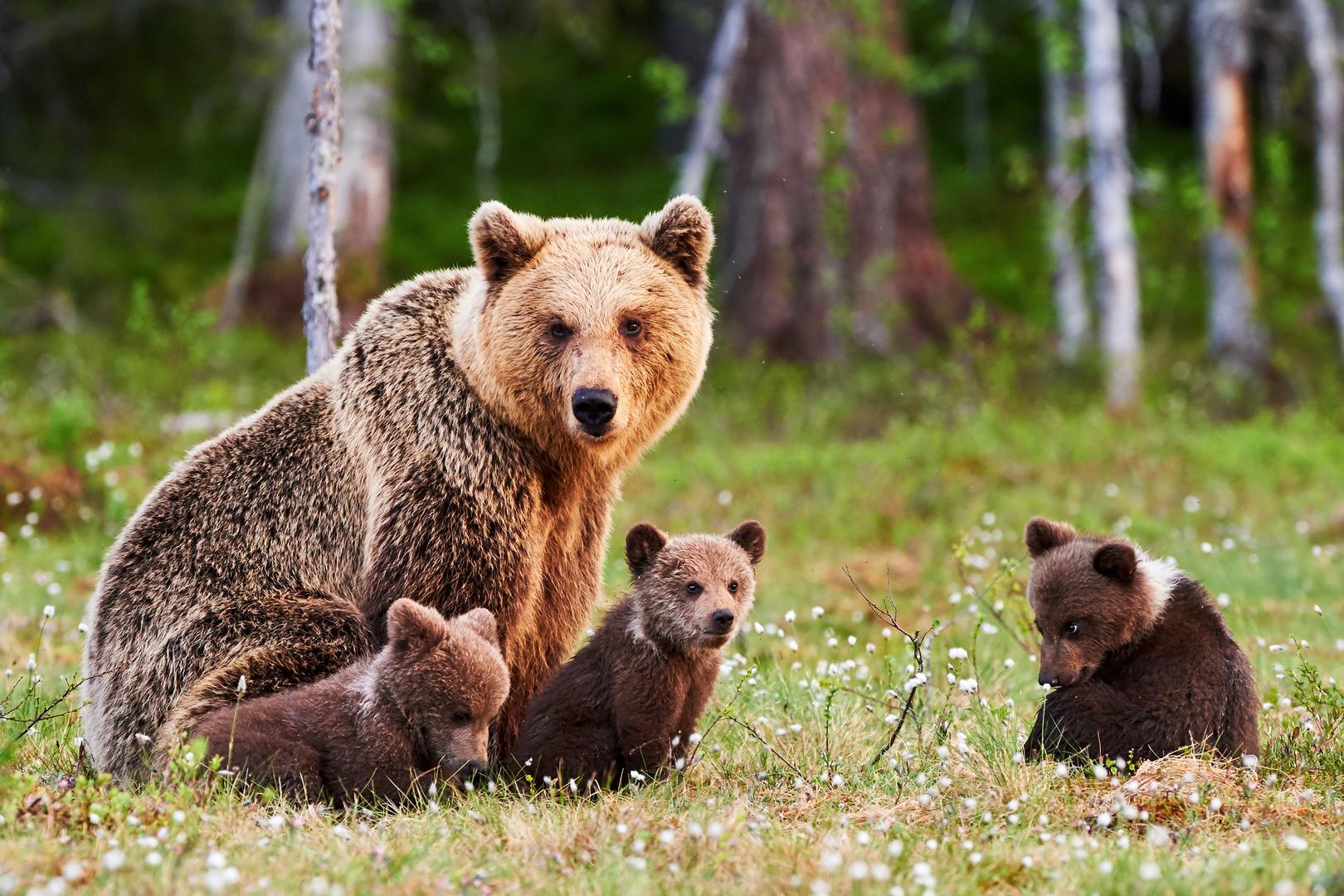 Slijede Nacionalni park Saxon u Švicarskoj, Dolomiti Belluno u Italiji i Wild Taiga u Finskoj. Ova posljednja je posebno poznata po svom bogatom životinjskom svijetu, koji uključuje vrste poput smeđih medvjeda i vukova za koje se nekada smatralo da su zauvijek izgubljeni iz Europe. Posjetitelji koji imaju dovoljno sreće da ugledaju ova veličanstvena stvorenja mogu svjedočiti rijetkom djeliću europske prirodne baštine.