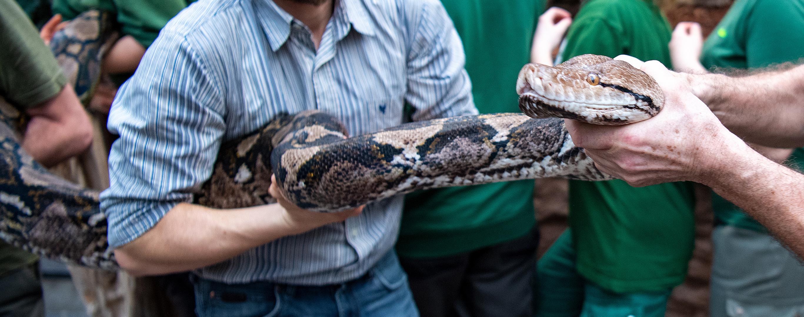 Općenito se najvećom zmijom na svijetu smatra mrežasti piton (Python reticulatus) - do 10 metara. Prepoznatljiv po kompleksnom mrežastom uzorku, a izvrsni je plivač i penjač.