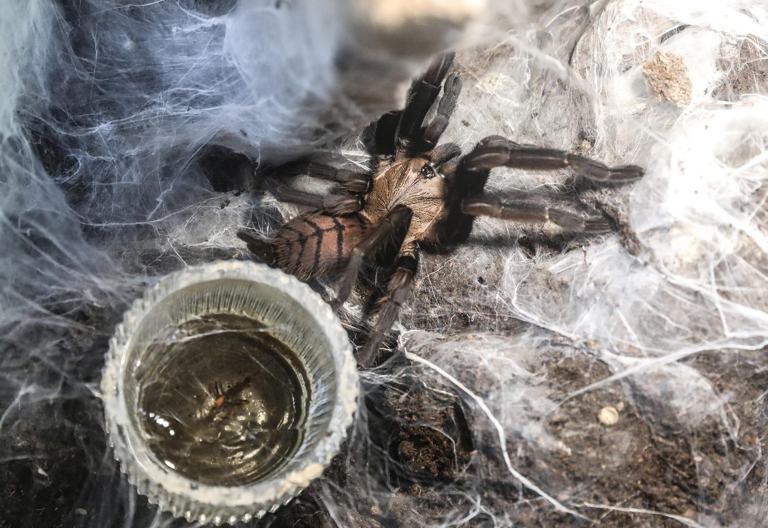 Tarantule su prilično pitome i rijetko grizu ljude, a brojni veći predatori lako će i brzo napraviti obrok od tarantule pa im nije izazovno da napadaju nešto što je veće od njih, primjerice čovjeka.