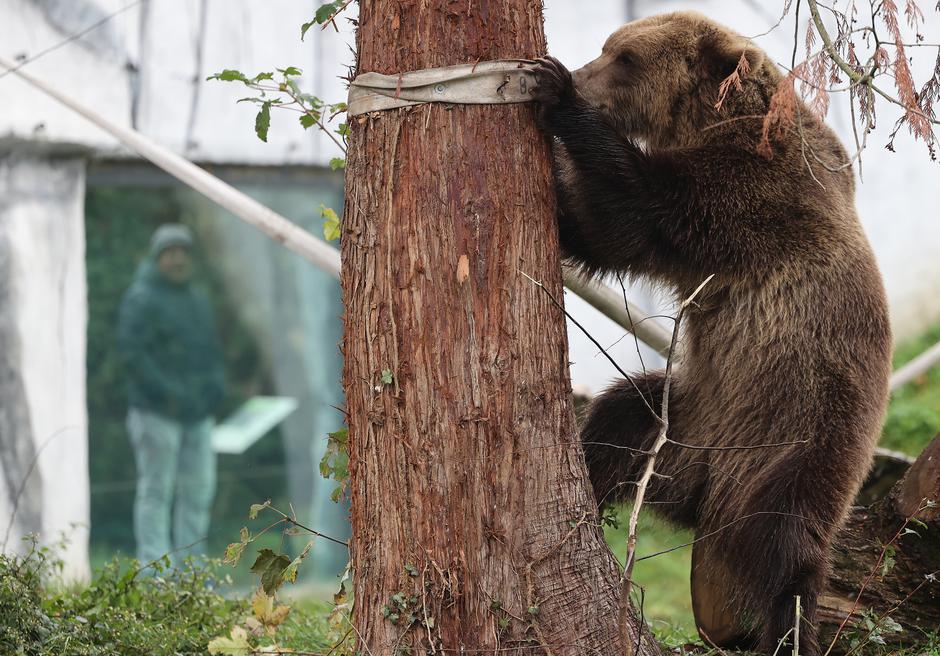 Zagrebački zoološki vrt dobio nove stanovnike, medvjediće Alberta i Ketu