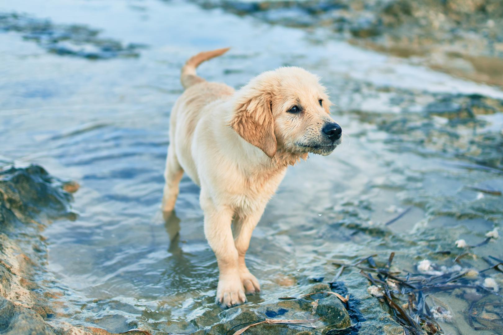 Bi Dog, Fažana: Posjet prekrasnoj Fažani uvijek se isplati. Planirate li sa sobom povesti svog četveronožnog prijatelja i okupati se na jednoj od najprivlačnijih istarskih plaža za pse, popularna Bi dog plaža u Fažani pravo je mjesto za vas.