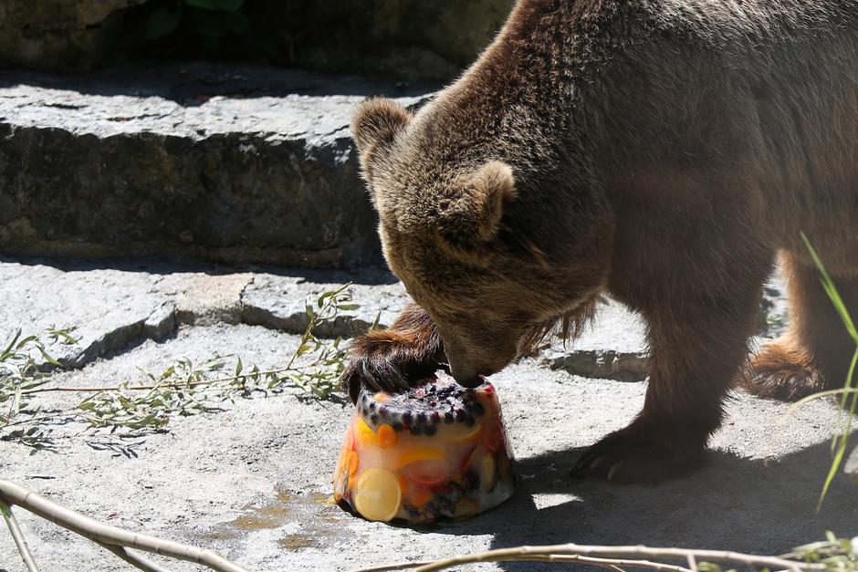 Zagreb: Stanovnici ZOO vrta velike vru?ine lakše podnose uz ledene poslastice ili tuširanje