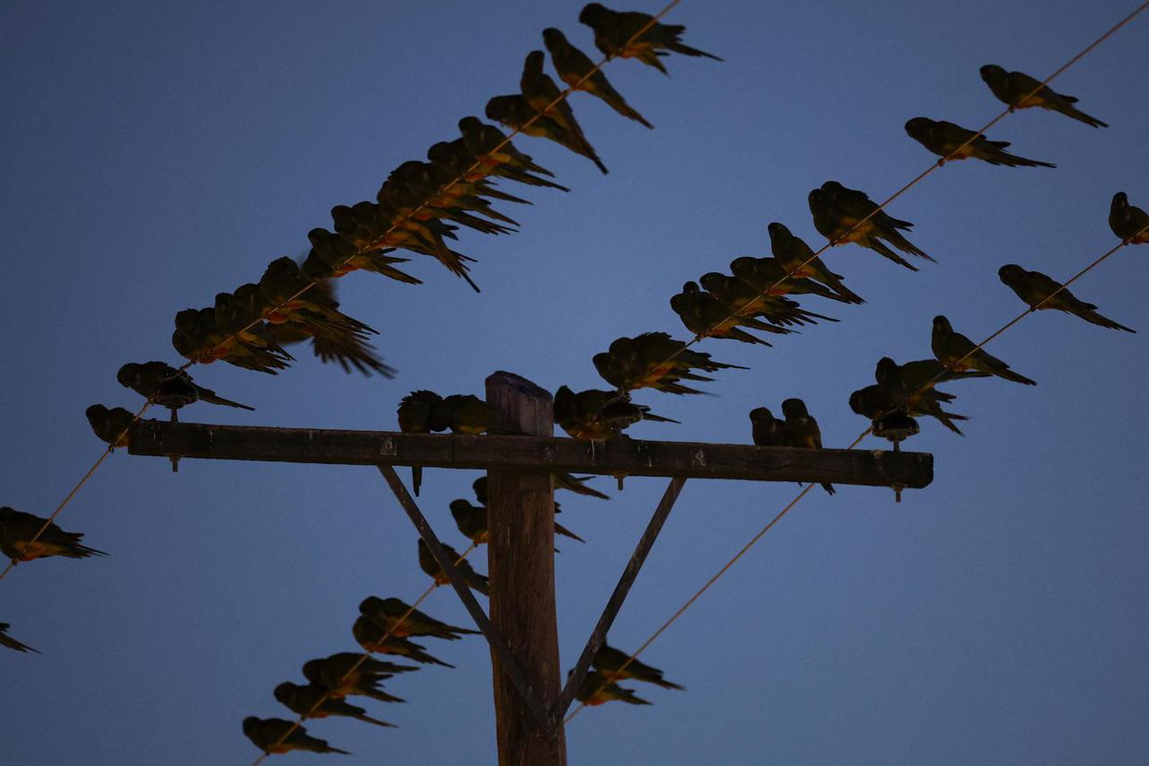 An Argentine town battles a parrot invasion