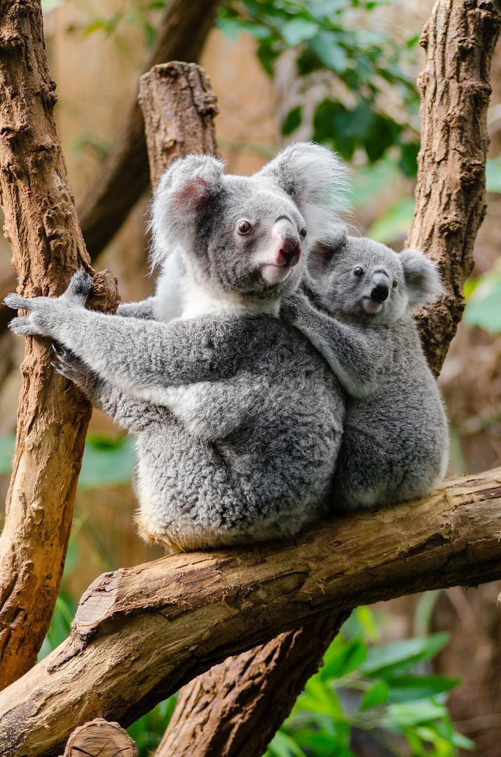 Koale su tobolčari porijeklom iz Australije.