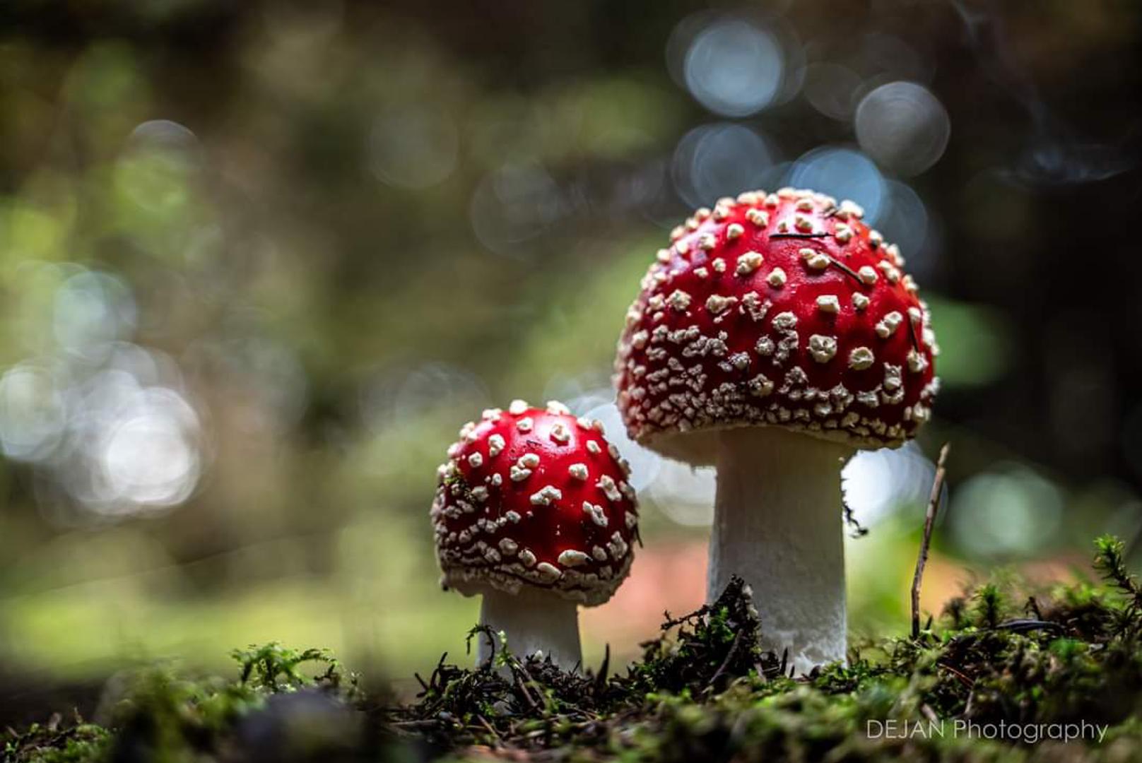 Dejanove fotografije izazvale su oduševljenje na društvenim mrežama, ali i nevjericu pa autor kaže kako su mu se mnogi javili s pitanjem nije li ipak riječ o fotomontaži. No, fotografije muhara su autentične, kaže Dejan, na njima je tek doradio kontrast i svjetlinu.