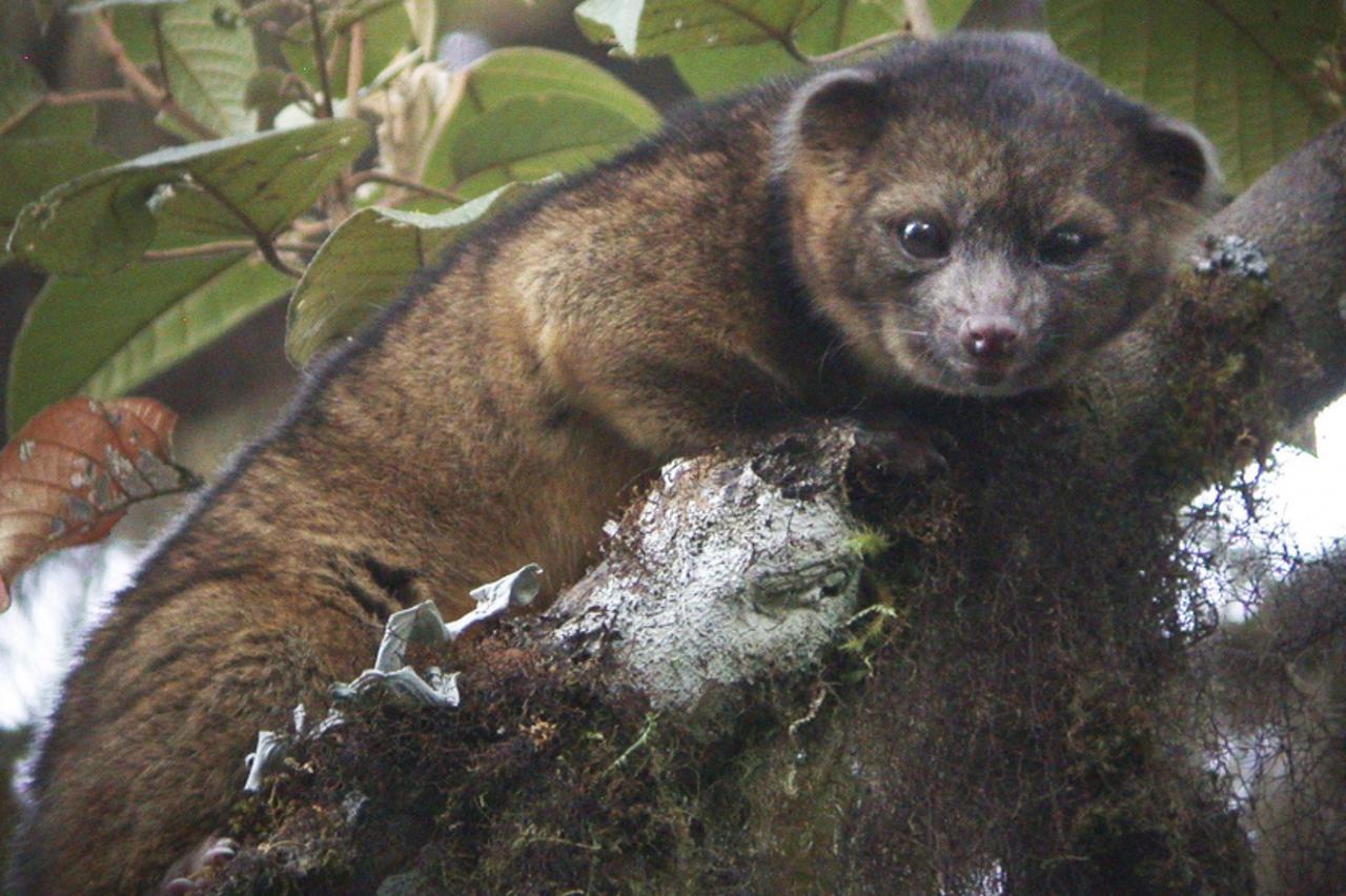 olinguito (1)