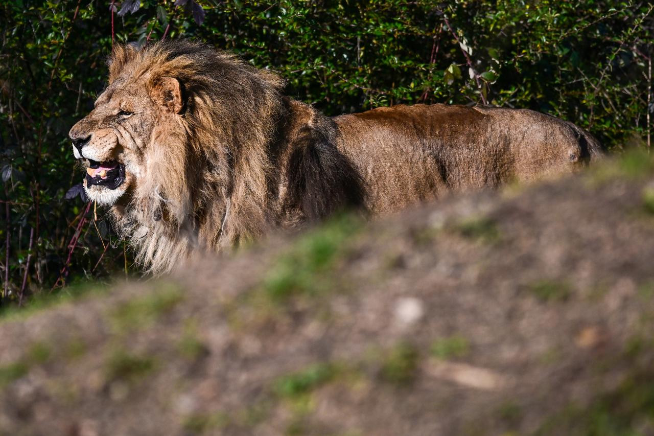 Zagreb: Tradicionalna podjela darova životinjama u ZOO