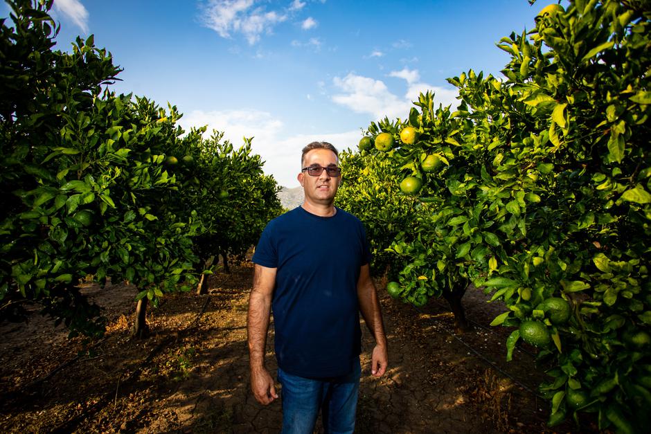 U dolini rijeke Neretve uskoro krece berba mandarina