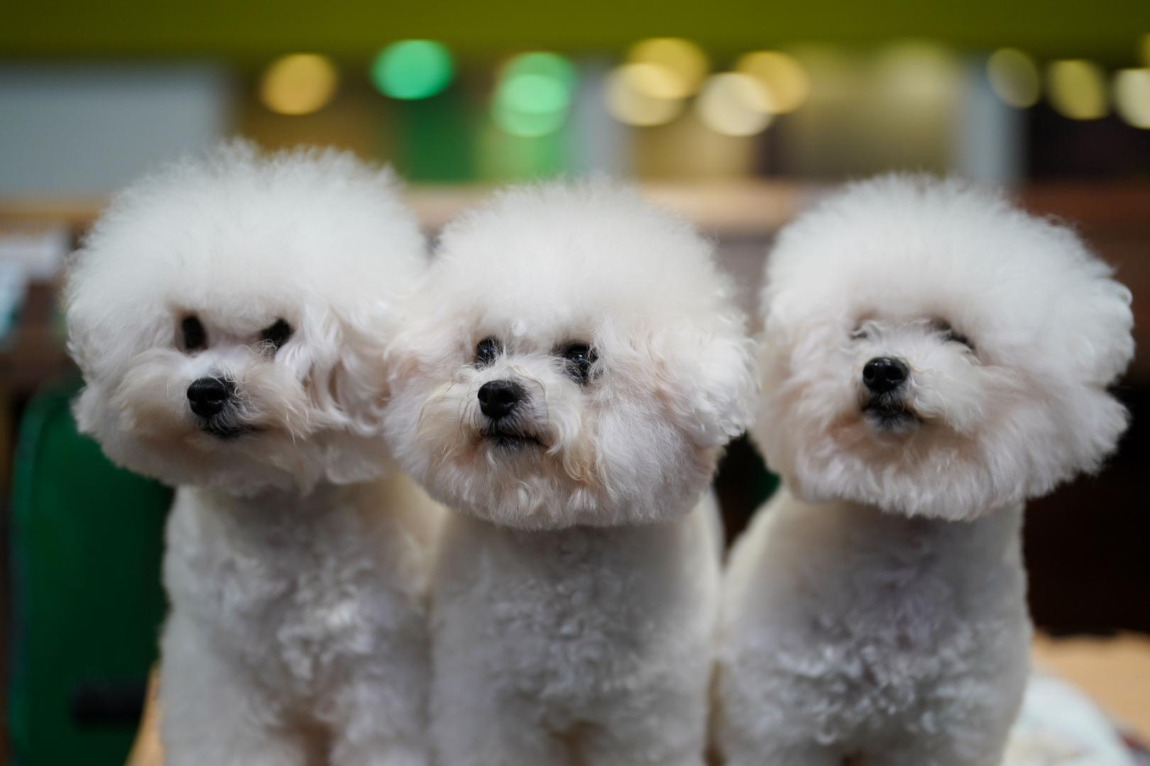 Bichon Frisé: Riječ je o psu živahnog karaktera koji obožava maženje i ljude. Gotovo ne ispušta dlaku pa je jednostavan za održavanje, no potrebno ga je redovito šišati. S obzirom da je zaigran, ali i nježan, savršen je odabir za obitelji s djecom i drugim ljubimcima. 