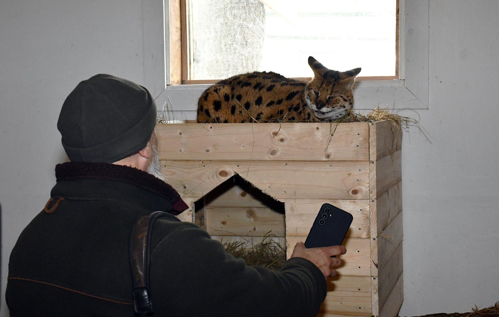 11.01.2024., Ruscica - Macka serval koja je pronadjena u Gorskom Kotaru, trenutno smjestena u Centru za zbrinjavanje zasticenih zivotinja, u privatnom ZOO vrtu Mirka Mileca u Ruscici. Photo: Ivica Galovic/PIXSELL