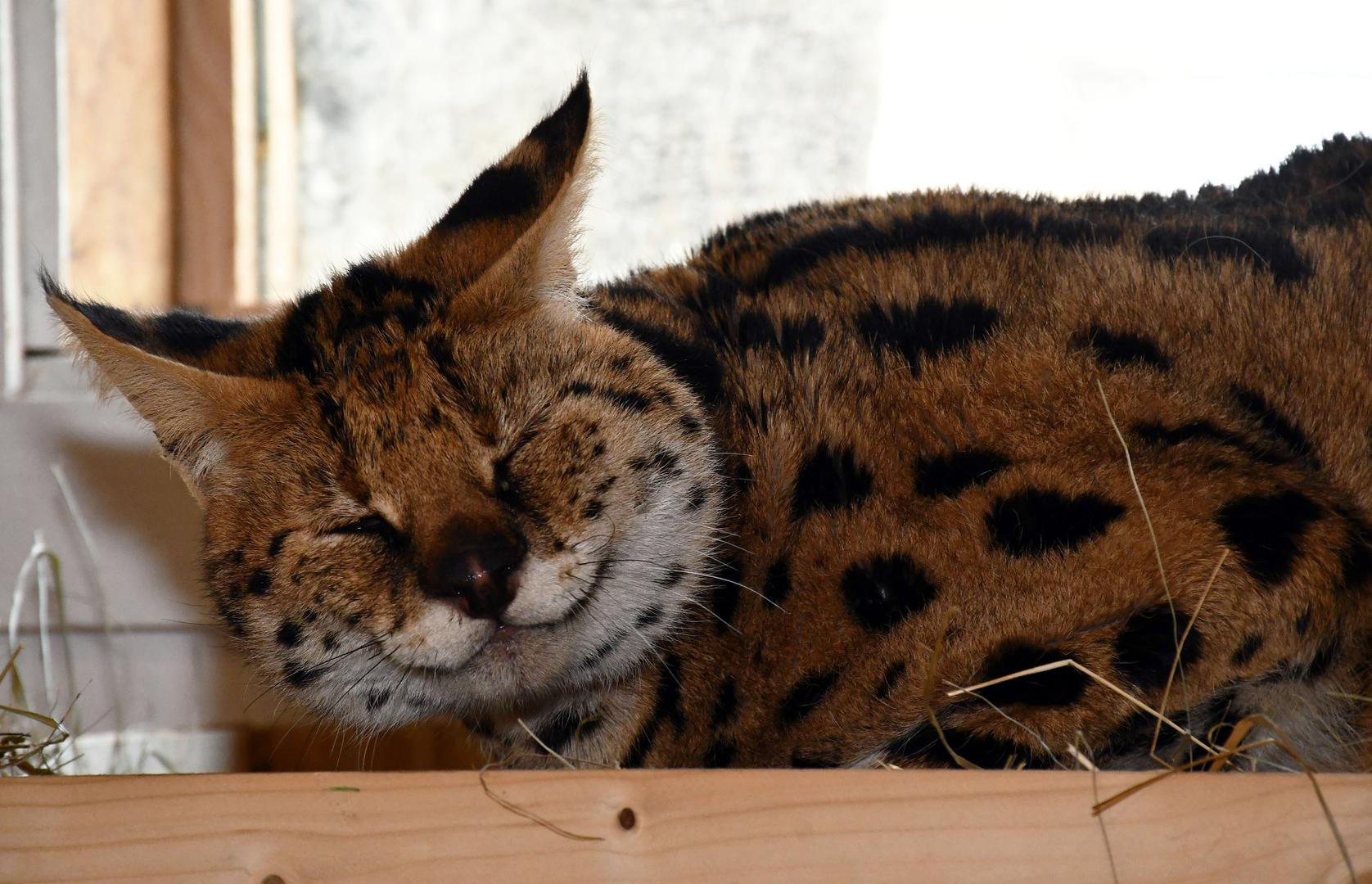 11.01.2024., Ruscica - Macka serval koja je pronadjena u Gorskom Kotaru, trenutno smjestena u Centru za zbrinjavanje zasticenih zivotinja, u privatnom ZOO vrtu Mirka Mileca u Ruscici. Photo: Ivica Galovic/PIXSELL