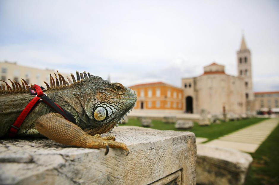 Iguana