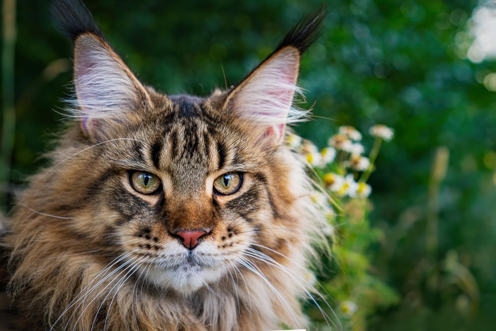 Maine Coon: Riječ je o jednoj od najpoznatijih velikih pasmina mačaka koja teži između 4,5 do 11 kilograma, pri čemu su mužjaci obično veći. Očekivani životni vijek im je od oko 12 do 15 godina. Maine Coon mačke su pravi prijatelji, vrlo su druželjubive i savršeno se snalaze u velikim obiteljia.