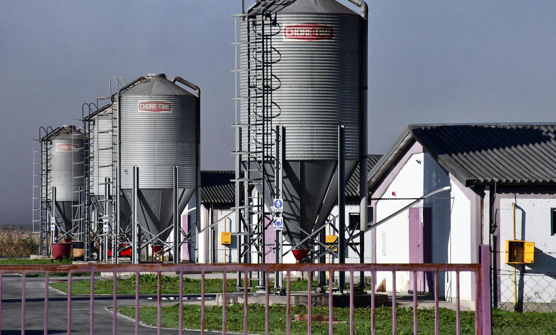 16.11.2023., Slavonski Kobas - Vindonova farma purana u blizini Oriovca na kojoj je otkrivena pticja gripa. Photo: Ivica Galovic/PIXSELL