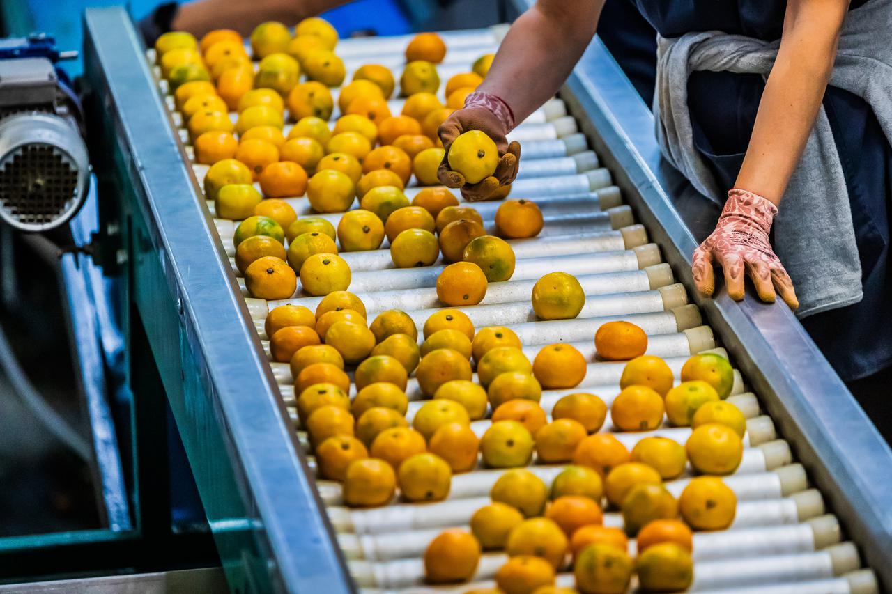 Berba mandarina u dolini Neretve: Urod je rekordan, ali proizvođače muči niska cijena