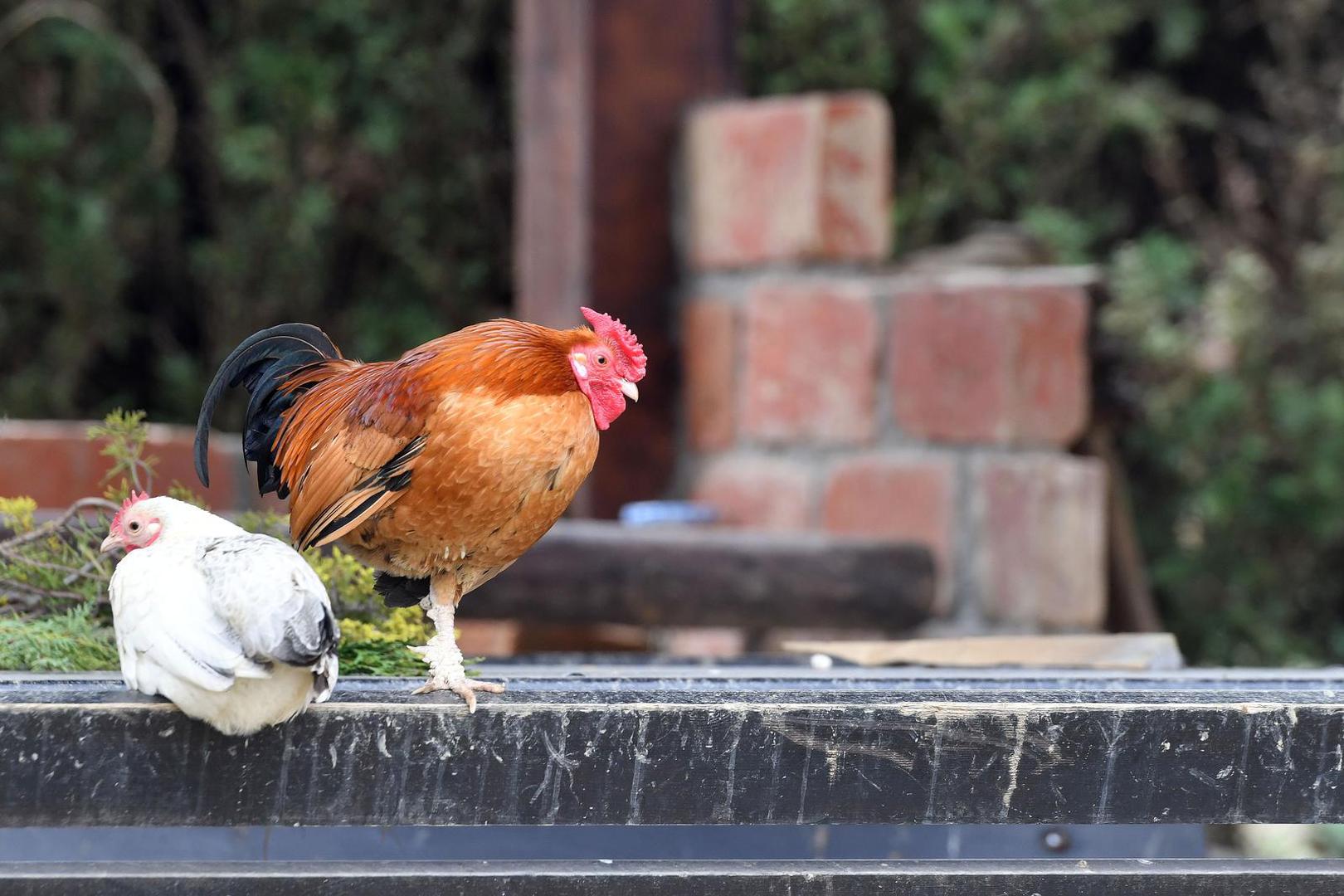 07.04.2023., Pescenica Vinicka - Nikola Bosak, vlasnik utocista za farmske zivotinje Suncani Bregec. Photo: Vjeran Zganec Rogulja/PIXSELL