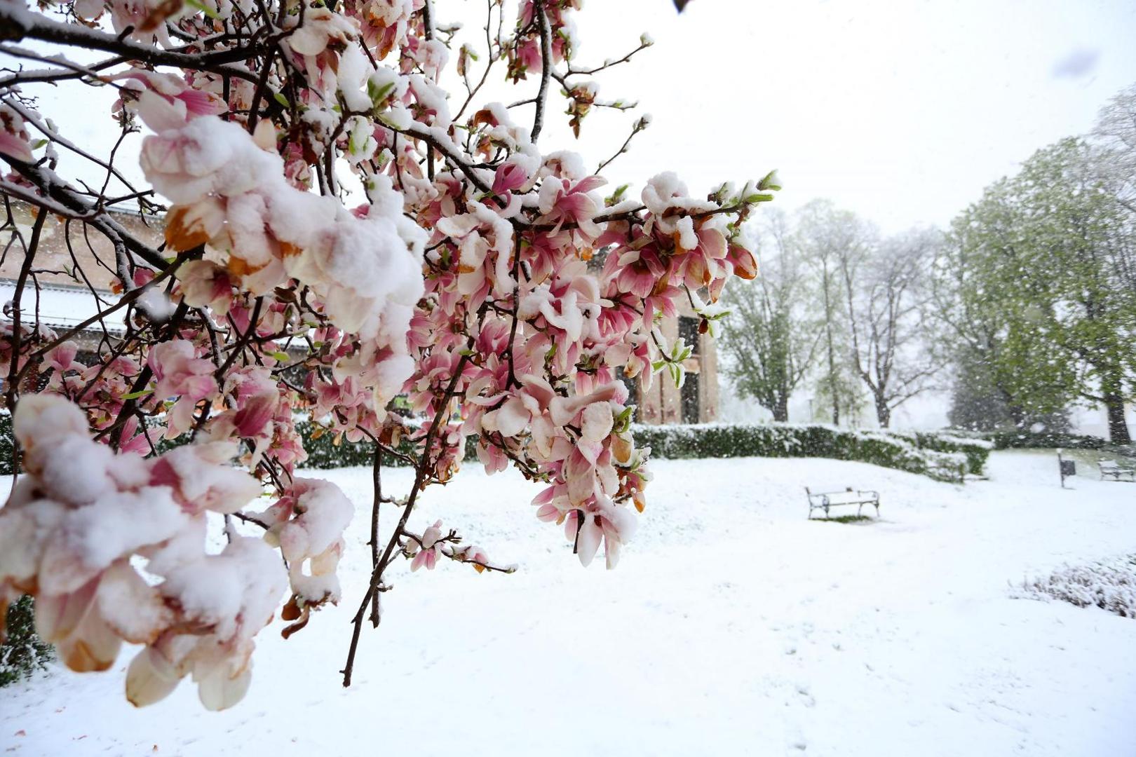 06.04.2021., Karlovac - Od ranih jutarnjih sati u Karlovcu pada gusti snijeg koji je brzo zabijelio prometnice i parkove. Photo: Kristina Stedul Fabac/PIXSELL