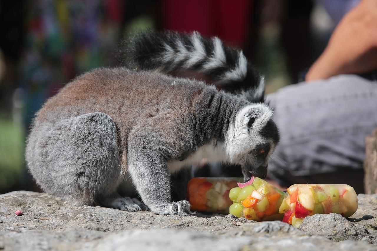 Zagreb: Lemuri se rashladili sladoledom u Zoološkom vrtu