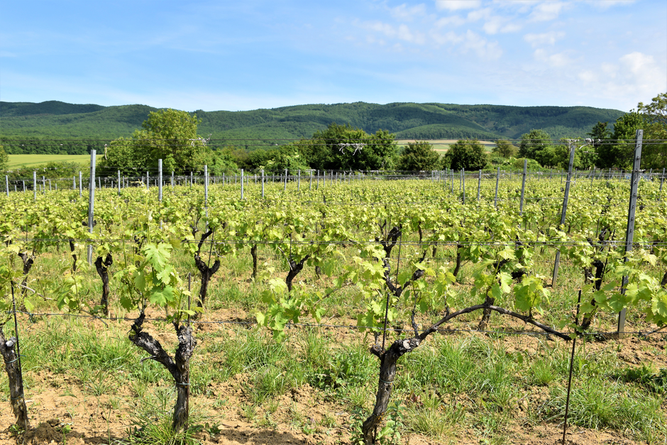 Vinarija KUTJEVO