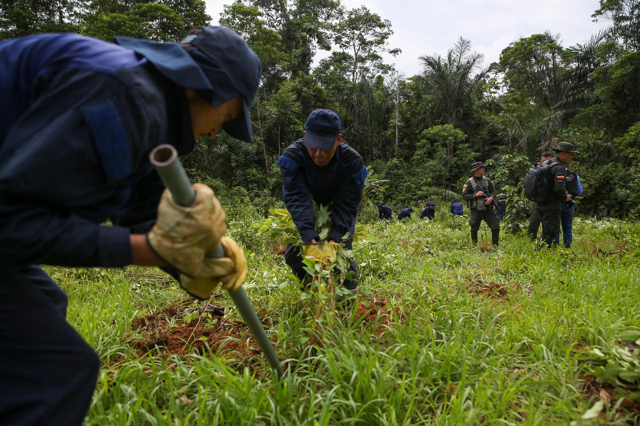 Manual eradication of coca leaf plantations in Putumayo