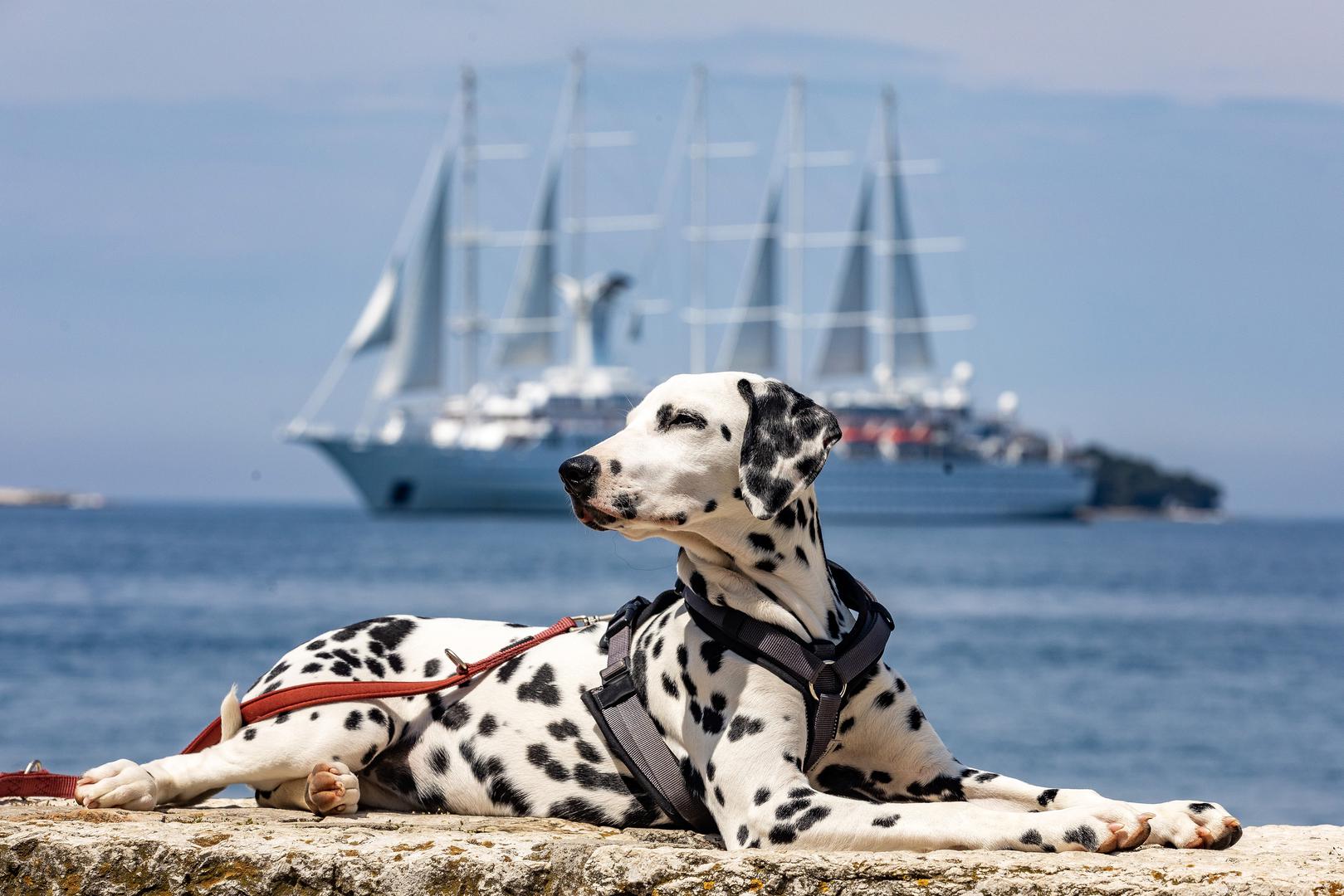 07.05.2023.,Rovinj -
Ispred Rovinja usidrio se Wind Surf.  Jedrenjak je to s pet jarbola i jedan je od najvecih jedrilica za krstarenje na svijetu. Pas dalmatiner imena Pandora uziva na obali. Photo: Srecko Niketic/PIXSELL