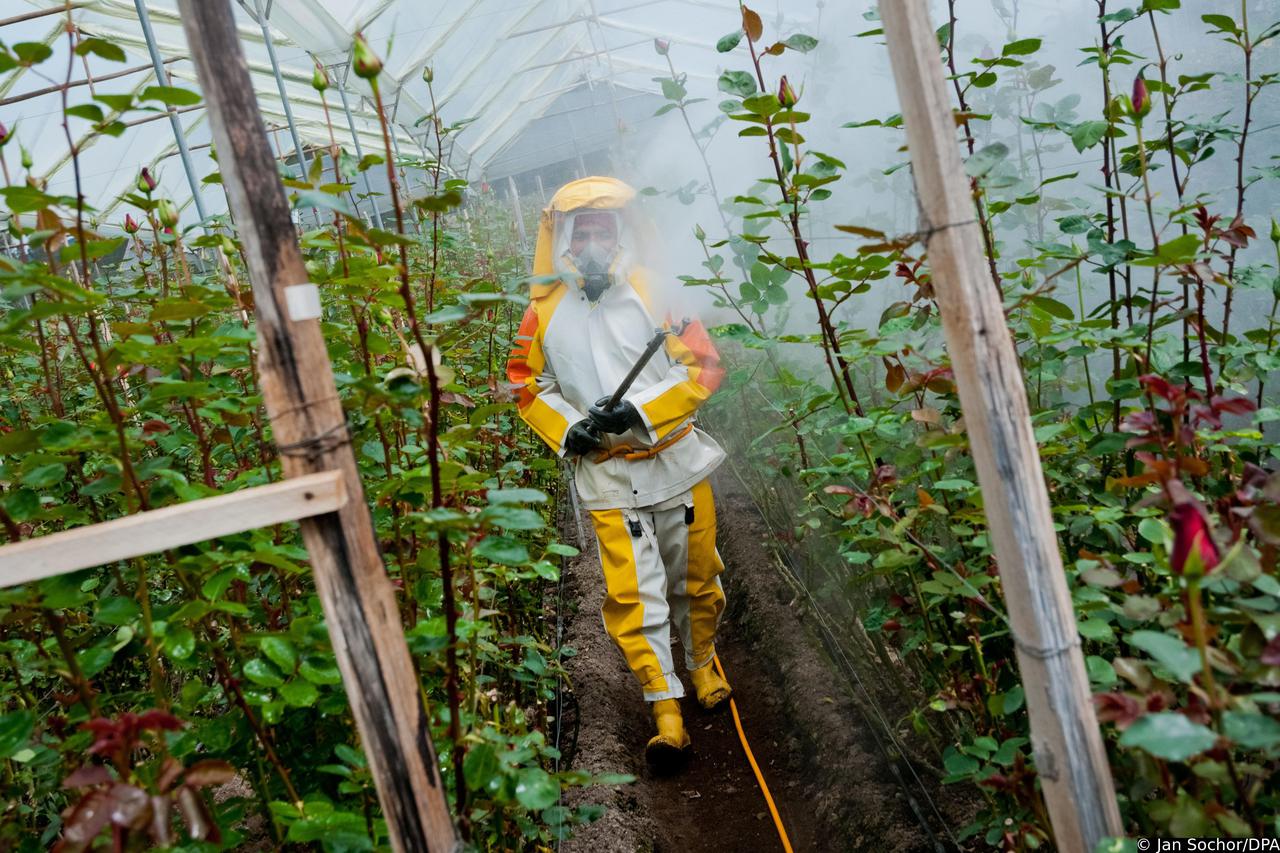 Cut flower industry in Ecuador