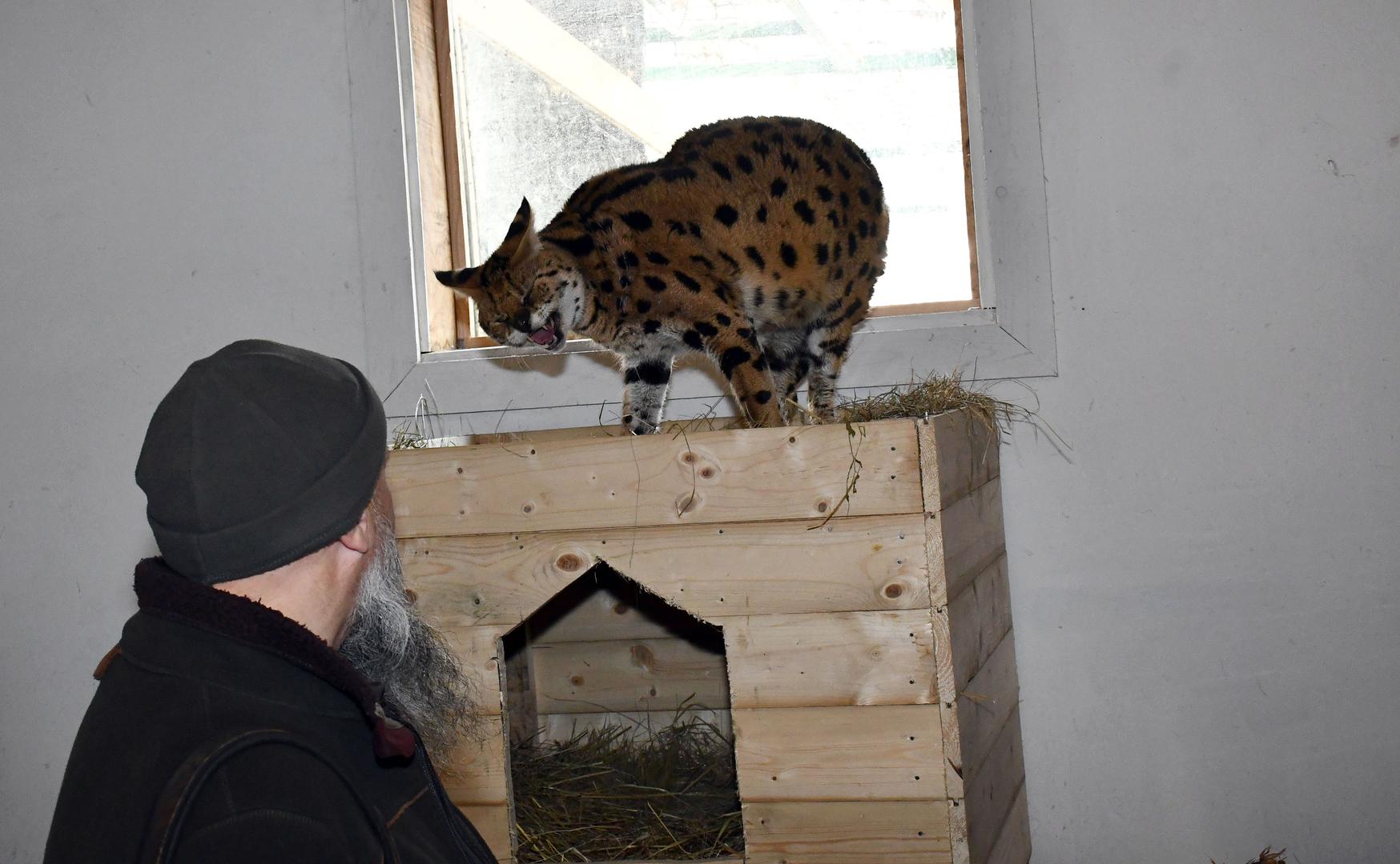 11.01.2024., Ruscica - Macka serval koja je pronadjena u Gorskom Kotaru, trenutno smjestena u Centru za zbrinjavanje zasticenih zivotinja, u privatnom ZOO vrtu Mirka Mileca u Ruscici. Photo: Ivica Galovic/PIXSELL