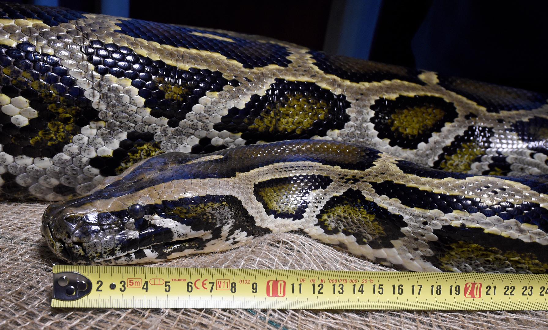 Indijski piton (Python molurus) doseže dužinu do 6,5 metara. Radi se o noćnom lovcu s karakterističnim smeđim šarama.