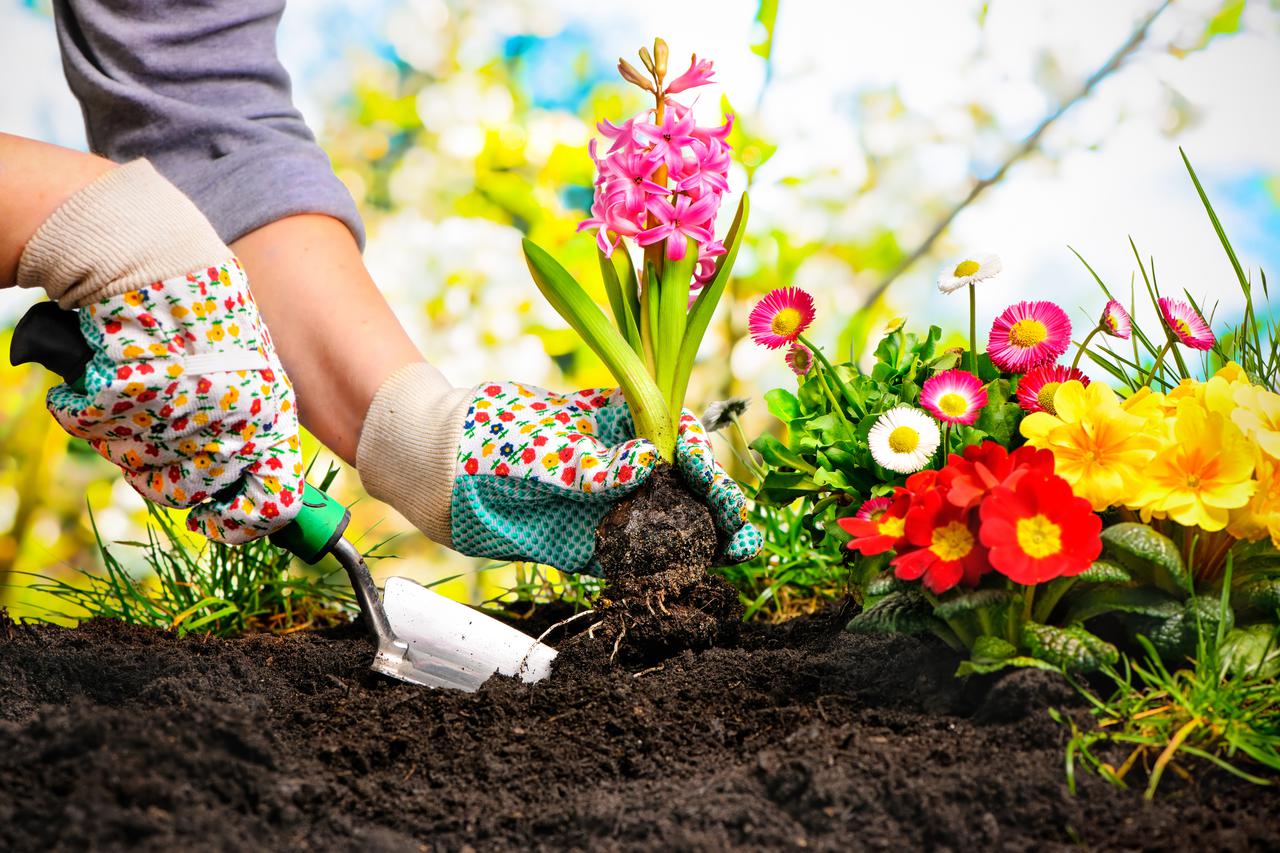 'Senior man gardening'