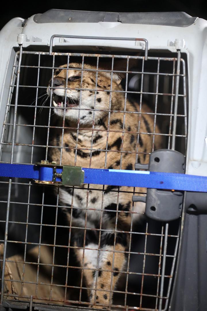 05.01.2024., Zelin Mrzlovodicki - Serval ulovljen u podrumu obiteljske kuce Paola Scrobogne u Gorskom kotaru. Photo: Goran Kovacic/PIXSELL