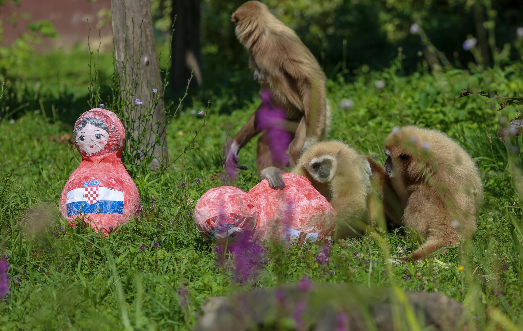 I gibon Kent je u zagrebačkom ZOO-u prednost dao vatrenima...