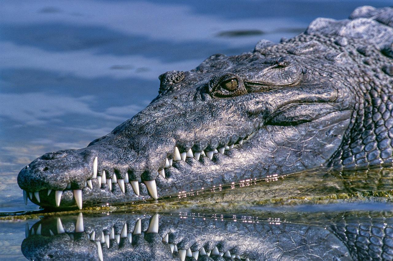 Krokodili u Australiji