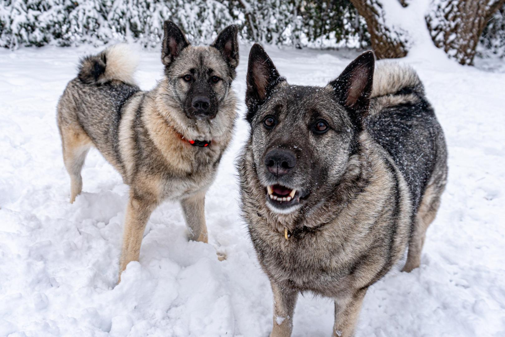 Norveški elkhound: Ova skandinavska pasmina stvorena je za lov po hladnom vremenu i idealan je pas za planinarenje zimi. Norveški elkhound vrlo je agilan, izdržljiv i odlikuje za zaštitnička priroda. Njegova glatka vanjska dlaka i vunasta poddlaka pružaju mu udobnost na snijegu. Možda ćete morati kupiti topliju jaknu ako želite održati korak s njim.