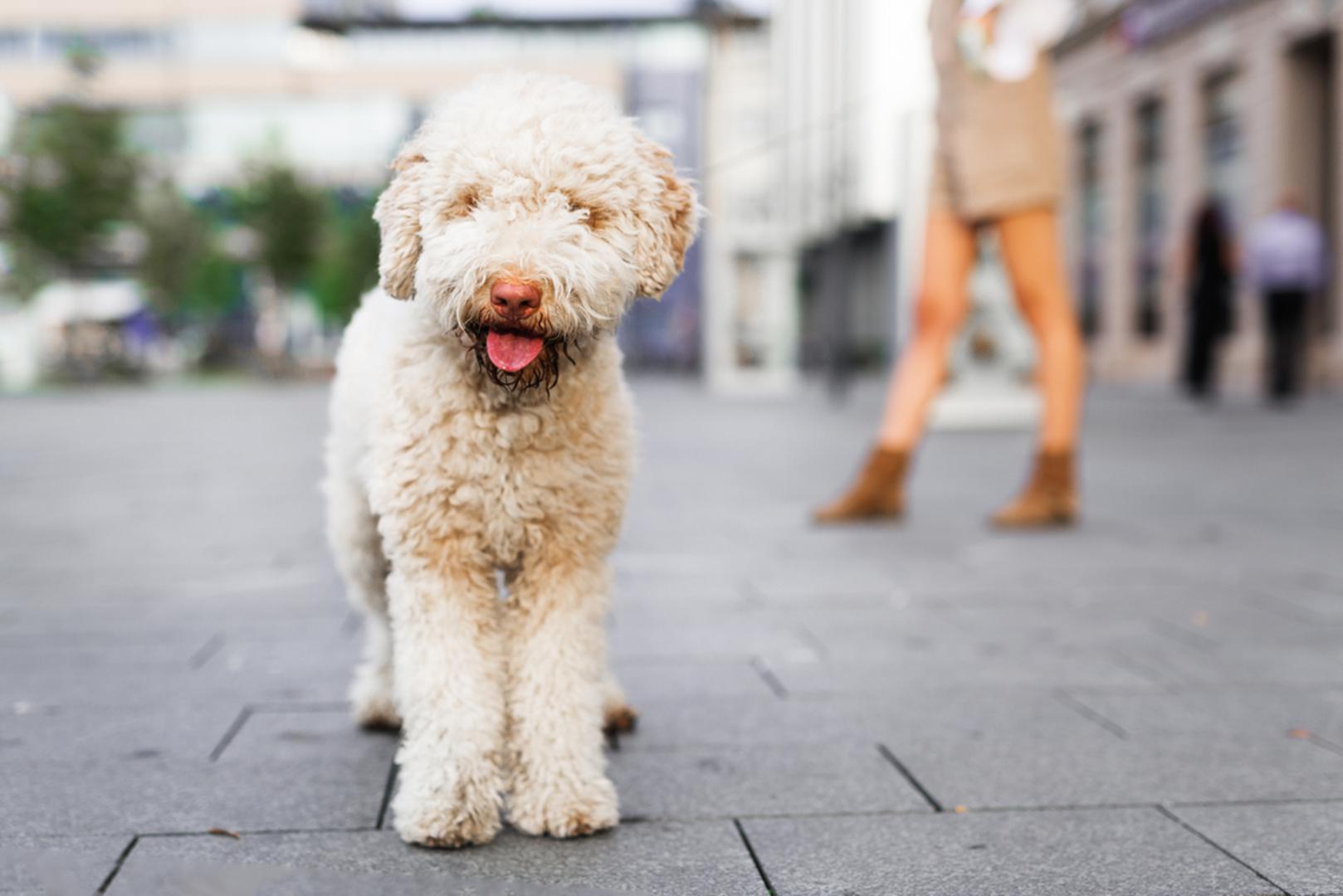 Lagotto romagnolo: Zovu ga još i talijanski vodeni pas, a zbog istančanog njuha ovaj se čupavi 'medo' često koristi u potrazi za šumskim zlatom – tartufima. Baš kao i pudlica, gotovo se ne linja, ali je njegovu dlaku potrebno redovito šišati i održavati.