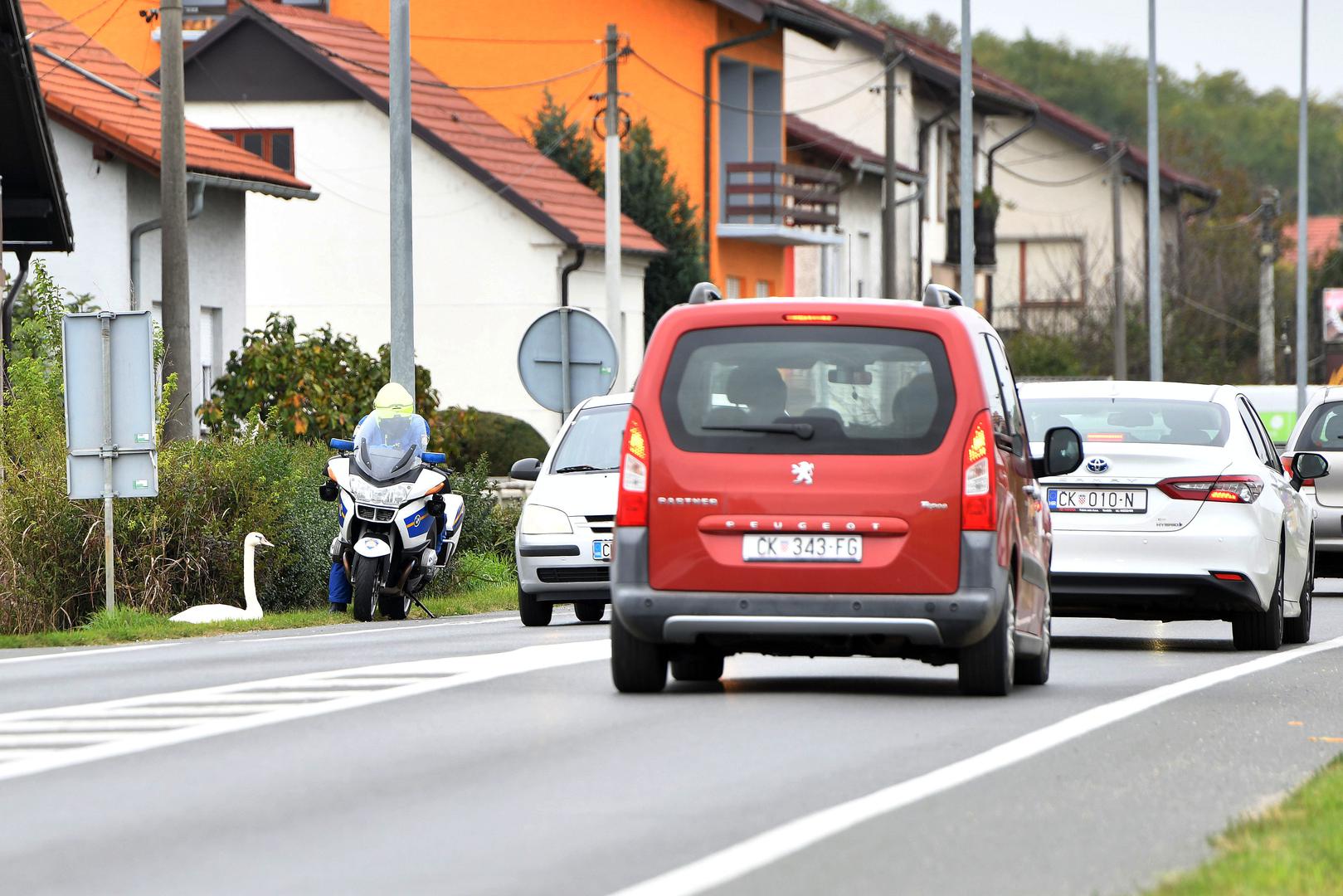 Incident se dogodio 16. listopada, a na mjesto događaja ubrzo je stigla i policija na motoru kako bi osigurala sigurnost prometa i pomogla u uklanjanju labuda s ceste. 