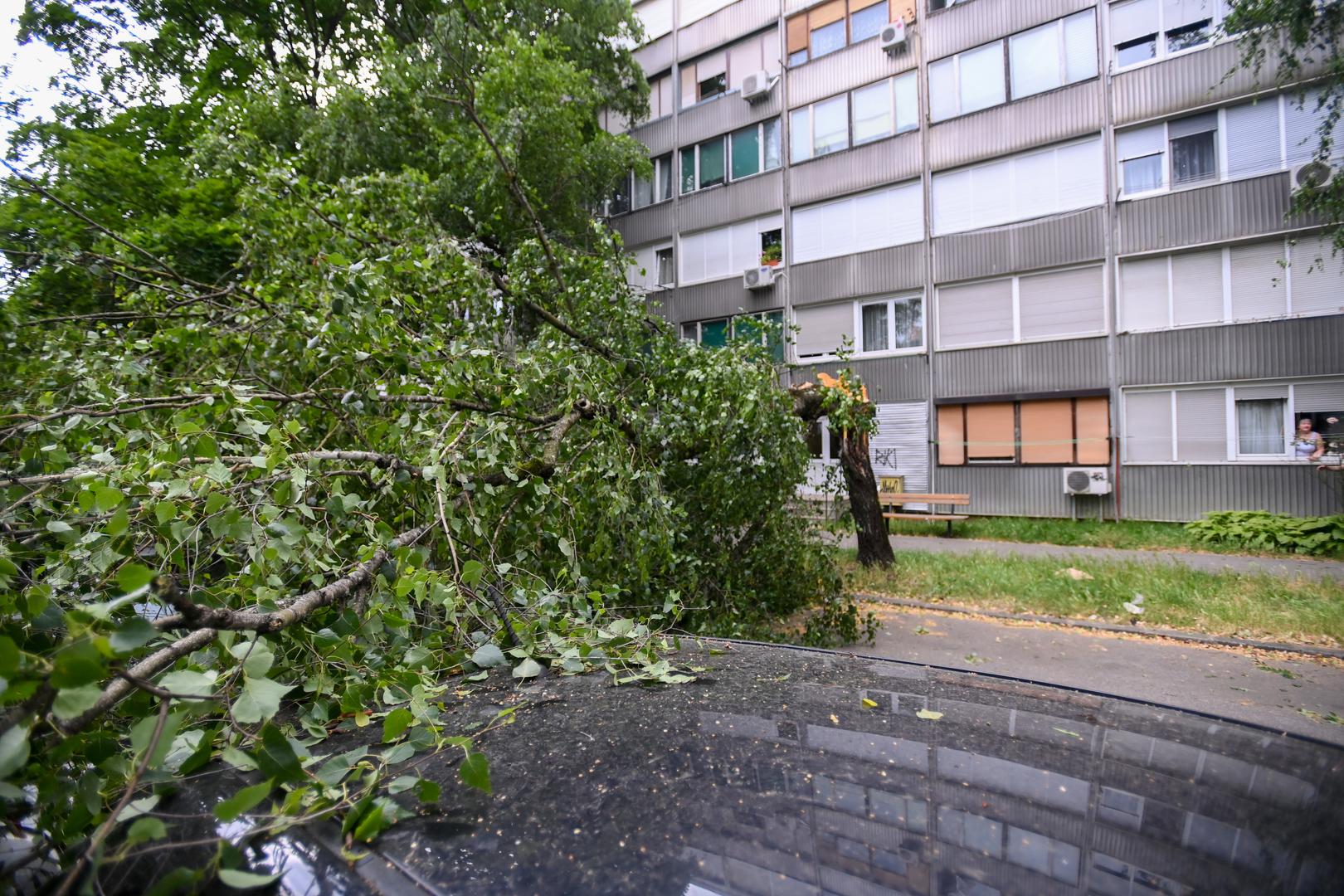 23.06.2023.,Zagreb - Olujni vjetar srusio  stablo u Ulici Ante Jaksica  , tri automobila ostecena  Photo: Igor Soban/PIXSELL