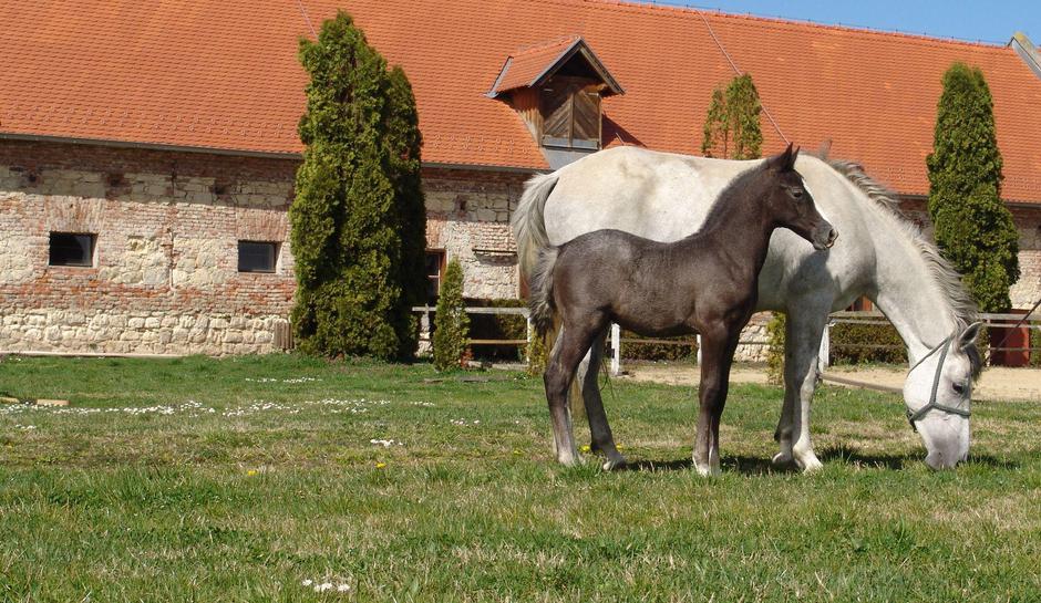 Ergela Lipik i ergela Đakovo