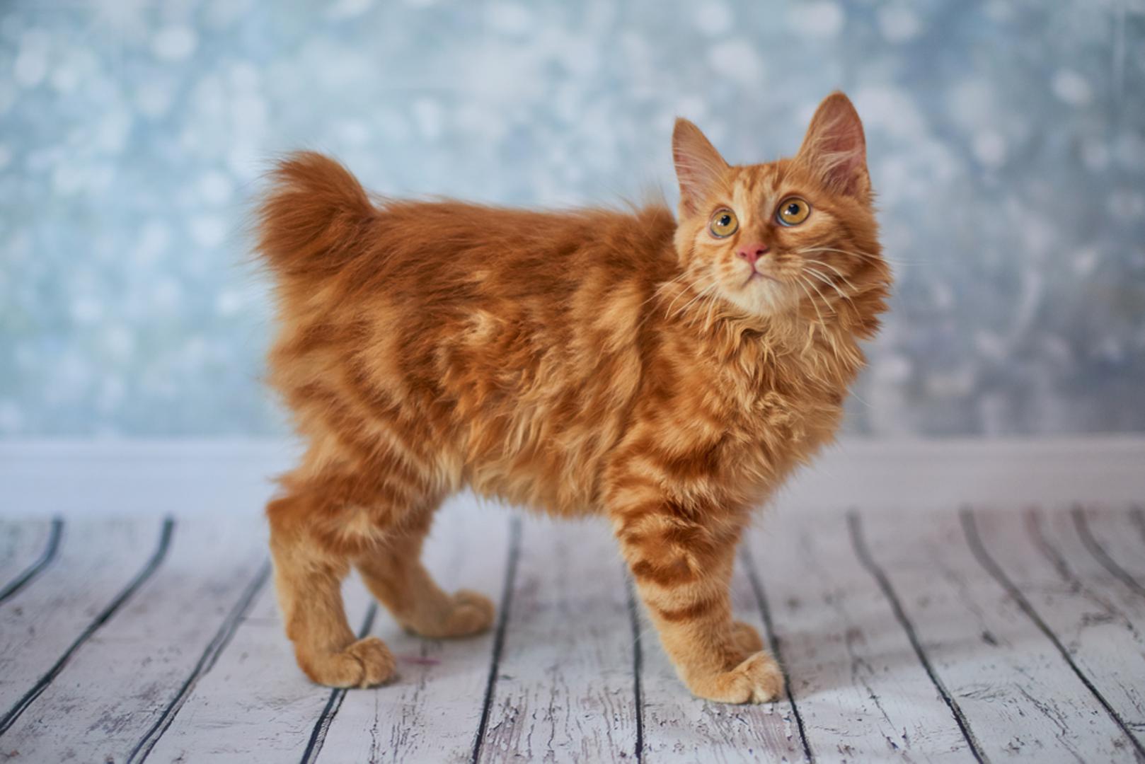 American Bobtail: American Bobtail mačke poznate su po svojim skraćenim repovima. Prosječan American Bobtail teži između 3,2 i 7,2 kilograma. Ova pasmina mačaka vrlo je inteligentna, opuštena i tolerantna te je odličan izbor za kućanstva s djecom i psima.