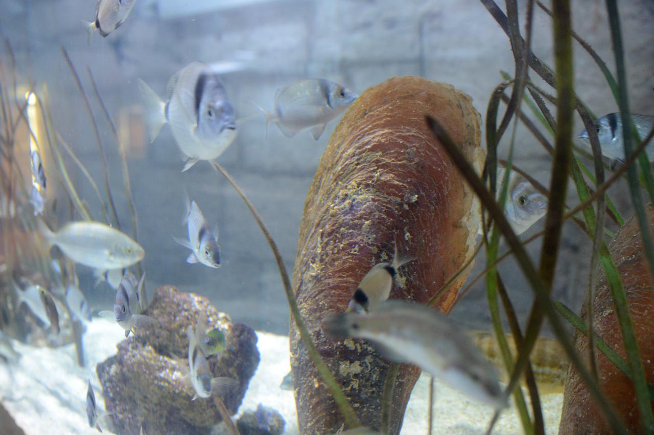 Pula: U pulski Aquarium stigle bolesne periske na lije?enje