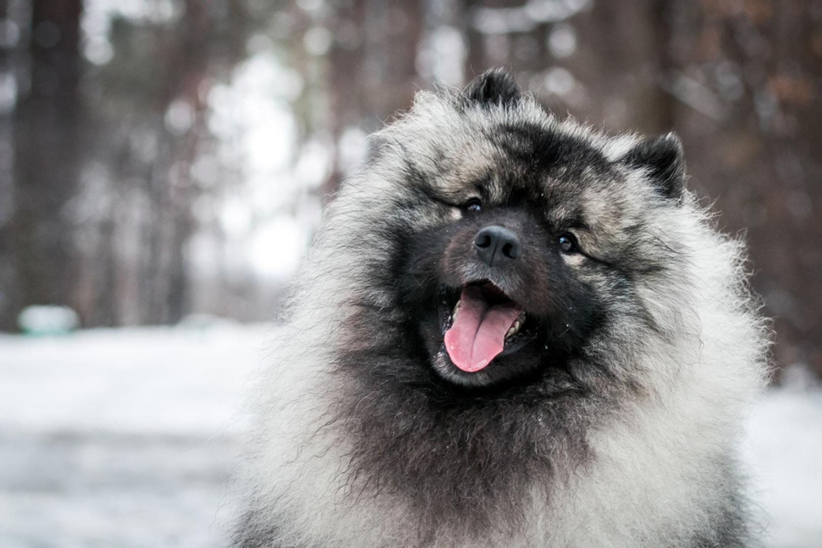 Keeshond: Ove paperjaste loptice poznate su po svom plišanom, srebrnom i crnom krznu. Imaju paperjastu poddlaku koja im pomaže u izolaciji od ekstremnih temperatura. Ovi psi su prijateljski raspoloženi, aktivni i željni učenja. Nemojte se suzdržavati povesti svog keeshonda na sve svoje zimske aktivnosti, jer ako ne dobije dovoljno vježbe, počet će se vrtjeti u krug.